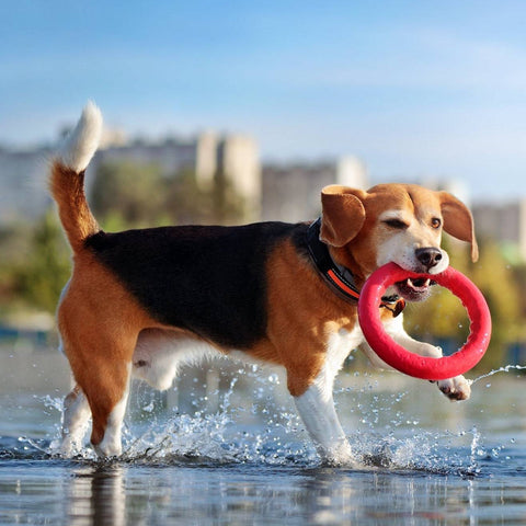 Dog Ring Toy-2